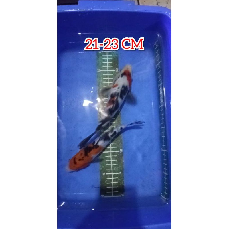 PAKET KOI SHOWA 21-23 CM (2 EKOR)