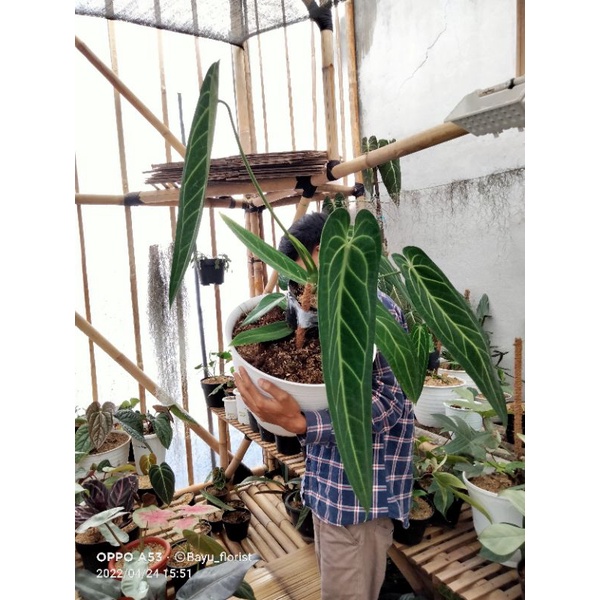 anturium warok /lidah gajah