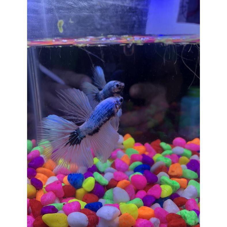Ready Ikan Cupang Hias Halfmon Avatar T08