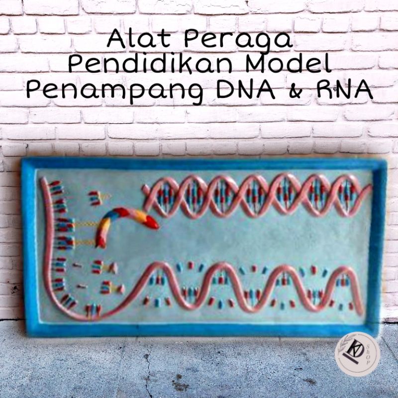 

Alat Peraga Pendidikan Model Penampang DNA dan RNA