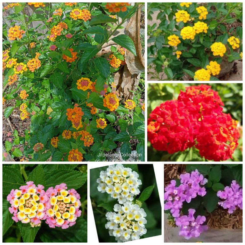 Bibit Bunga Lantana 6 Warna Ungu Merah Putih Orange Pink Kuning Cantik