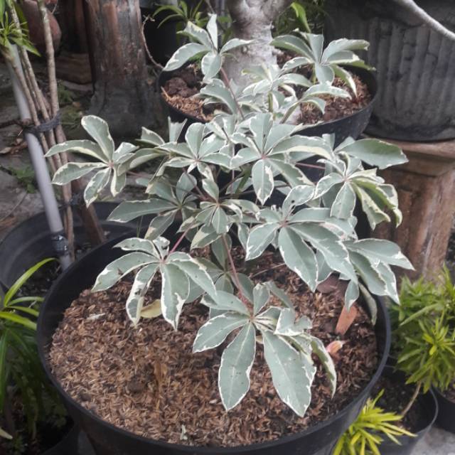 RANDU VARIGATA