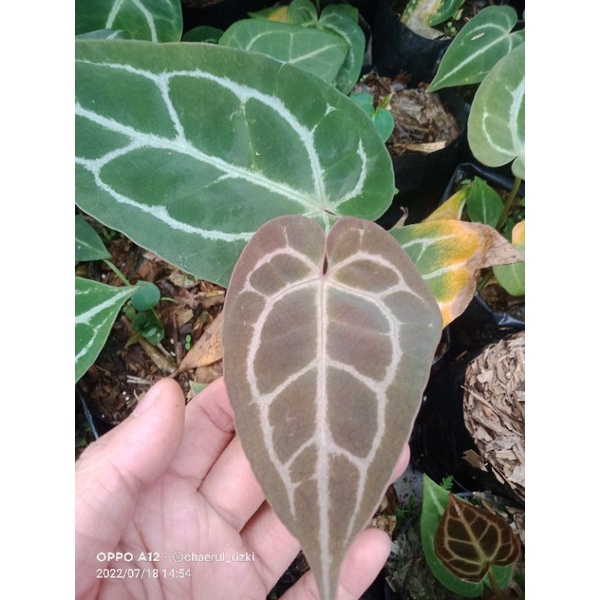 anthurium kuping gajah/anturium red kristal