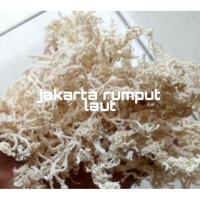 

TERLARIS rumput laut kering kawat jenis spinosum