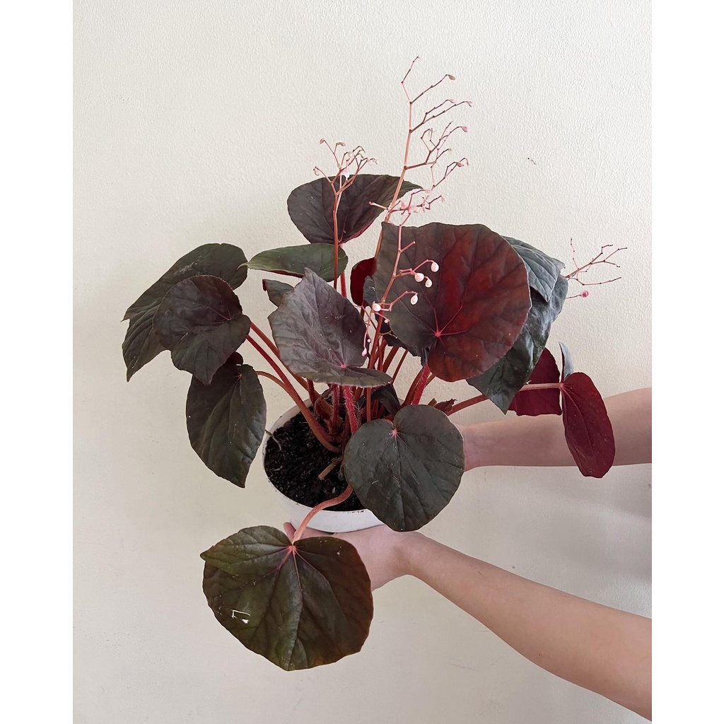 Tanaman  begonia u497 / begonia mangkok hitam