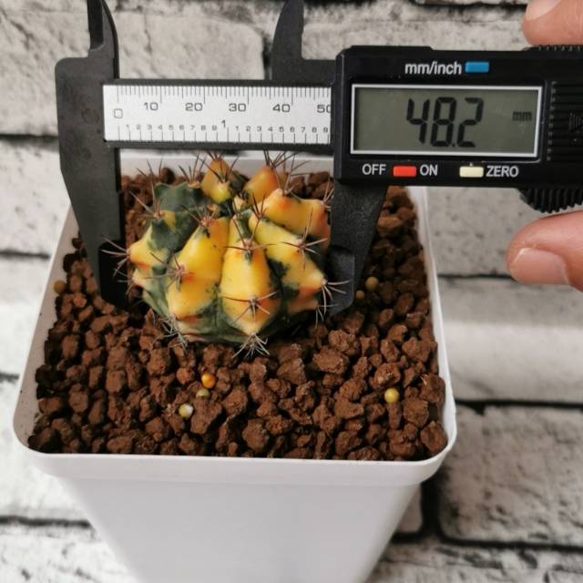 Gymnocalycium Mihanovichii/Kaktus/Varigata/Miha