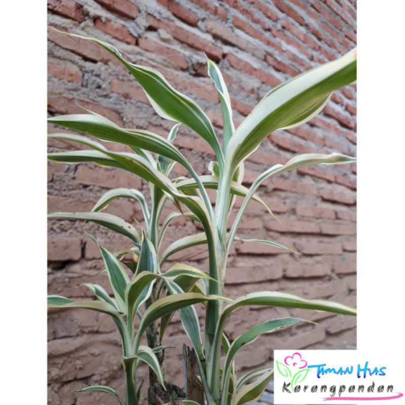 Bambu Hoki Sri Rejeki Putih