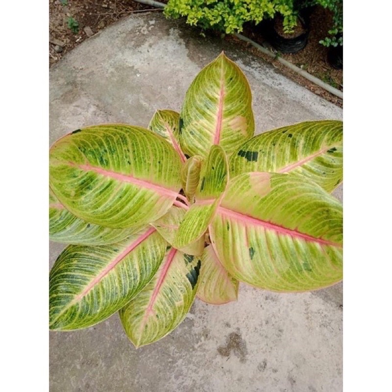 aglonema goliath REMAJAAN ASLI