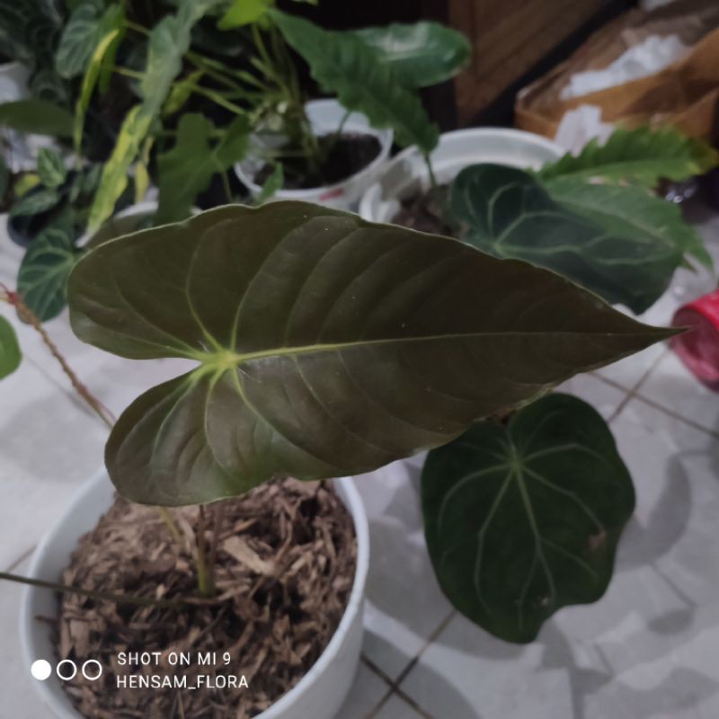 Anthurium Veitchii Black / Veitchii hitam /Rare item
