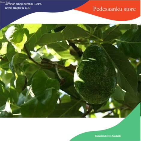 

Terlaris daun alpukat segar COD 1kg