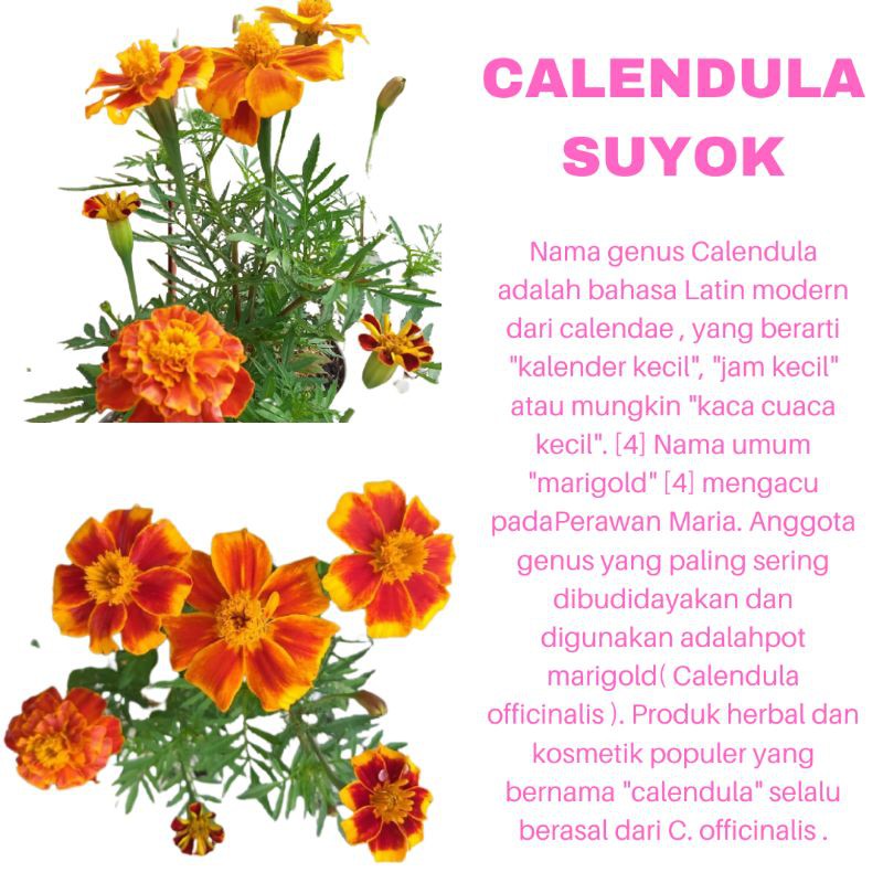 PROMO TANAMAN HIAS BUNGA CALENDULA SUYOK ORANGE KUALITAS SUPER | COD