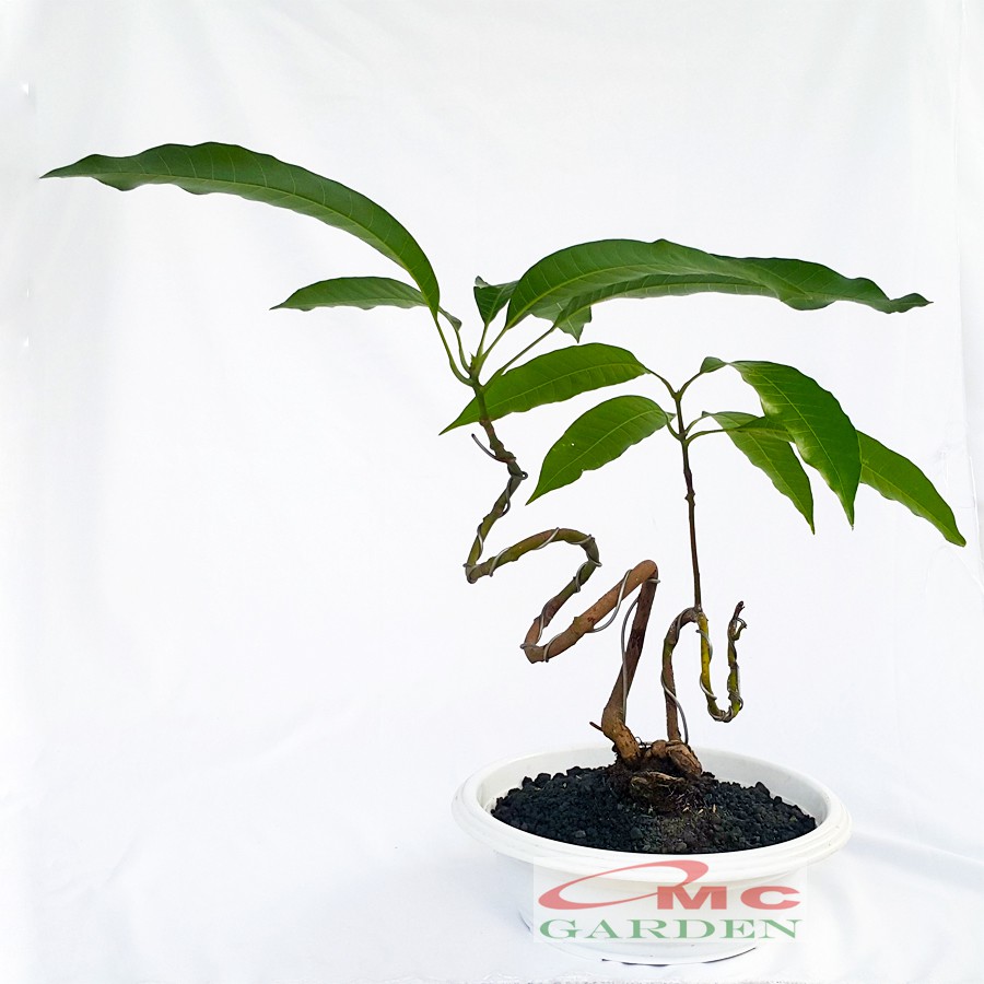 Tanaman Hias Pohon Bonsai Bonsae Mame Mangga B-MG-001