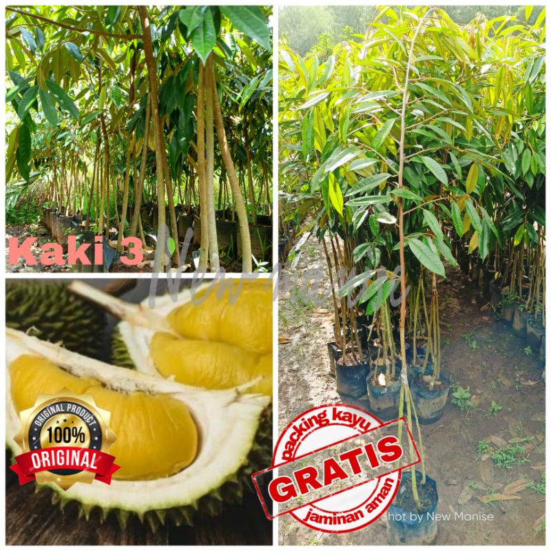 Grosir Bibit Durian Berbagai Jenis Free Packing kayu