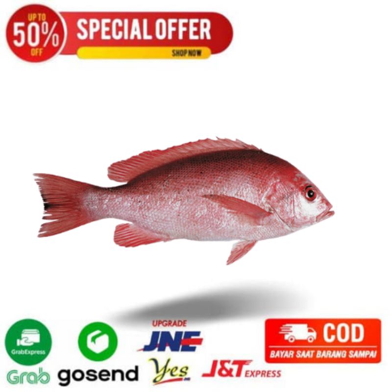 

ikan kakap merah utuh fresh segarmart bandung