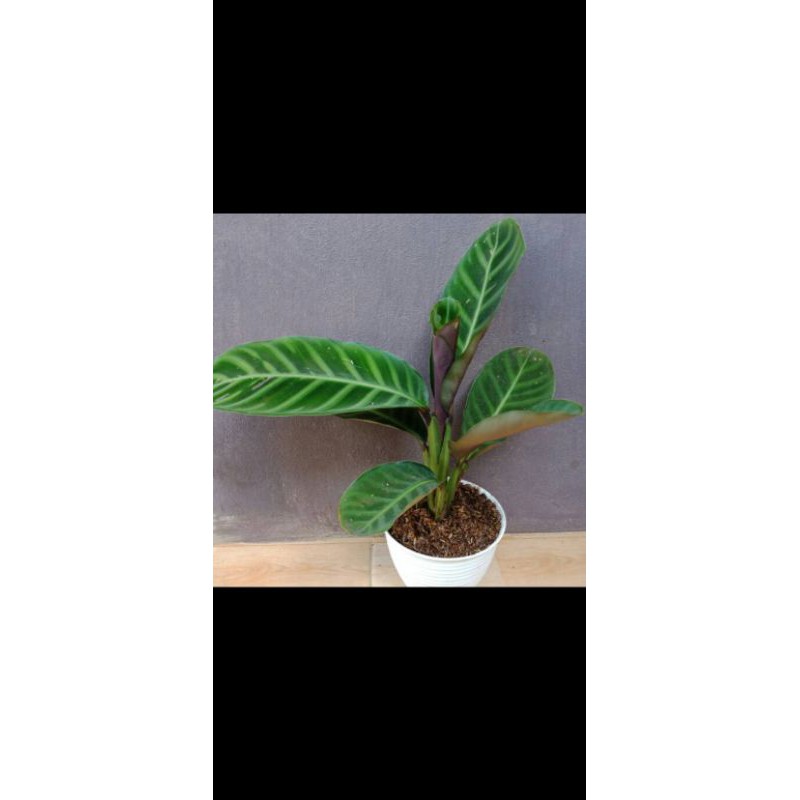 calathea zebrina free pot putih