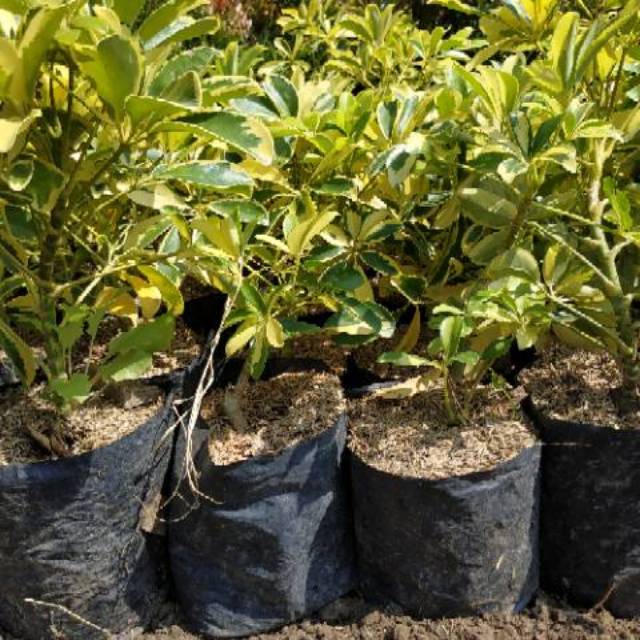 Bahan Bonsai Walisongo