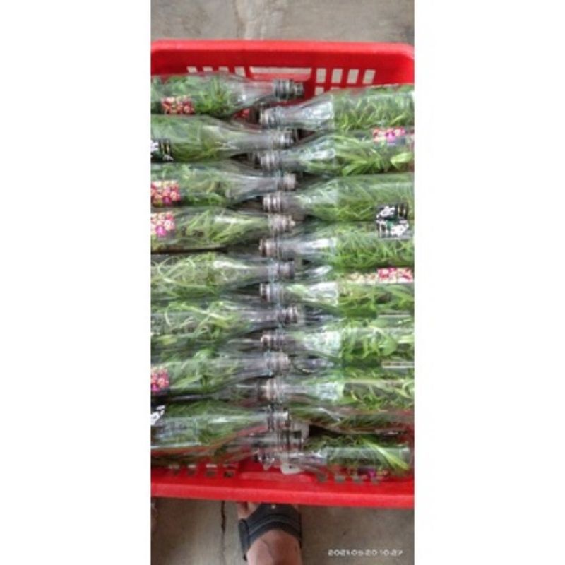 anggrek botol dendrobium spectabile