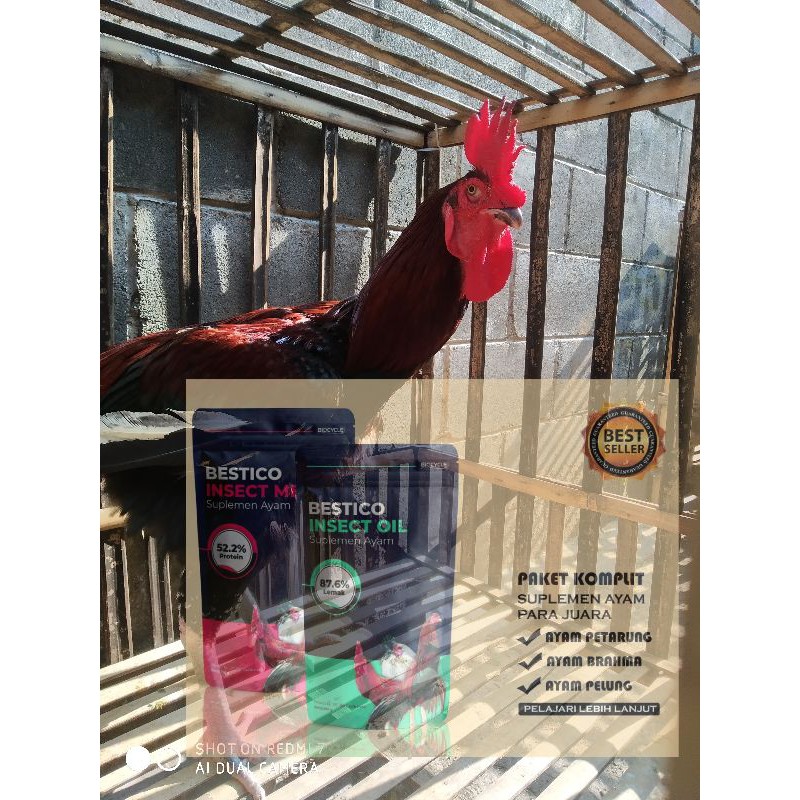 BESTICO PAKET SUPLEMEN KHUSUS UNGGAS/AYAM.MEAL&OIL TERLARIS DAN TERUJI
