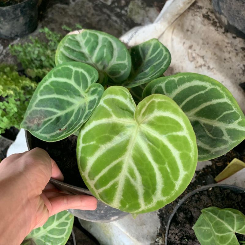 bibit bonggol Anthurium dorayaki kuping gajah