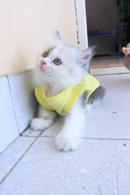 Kaos kuning lucu banget untuk kucing dan anjing size S M L XL (choose one)