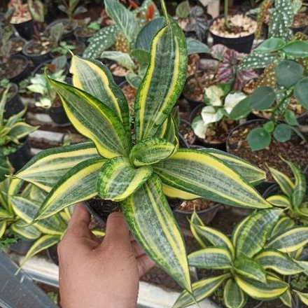 Tanaman Hias Sansivera Twister/Sansivera Twister