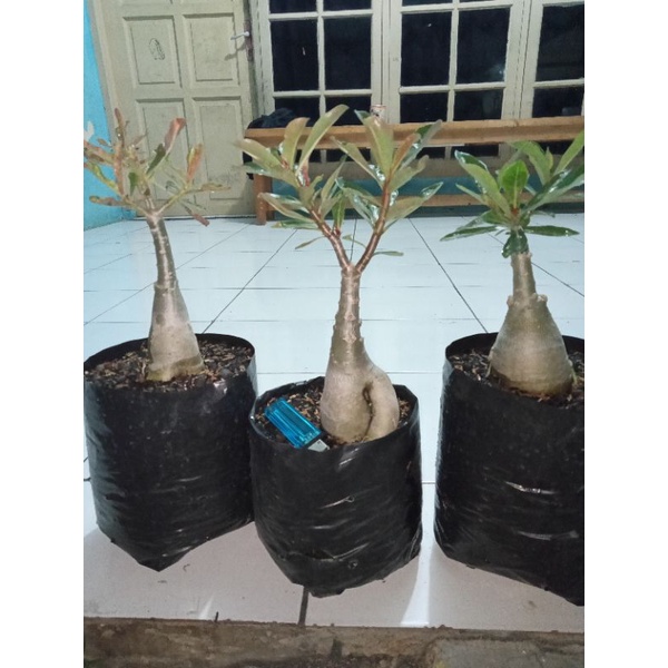 adenium Grafting bunga tumpuk size B