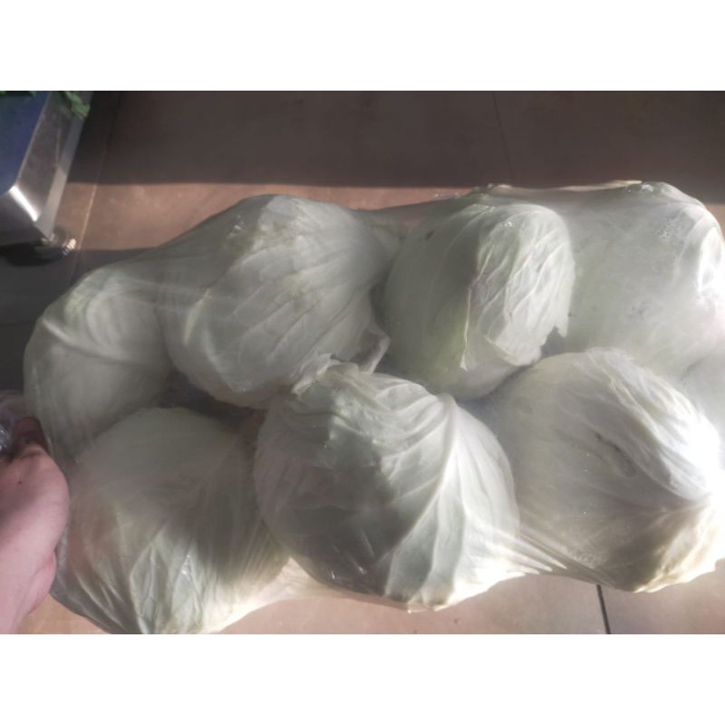 

KOL PUTIH SEDANG 1 PCS