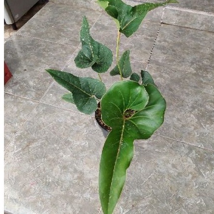 Anthurium Corong