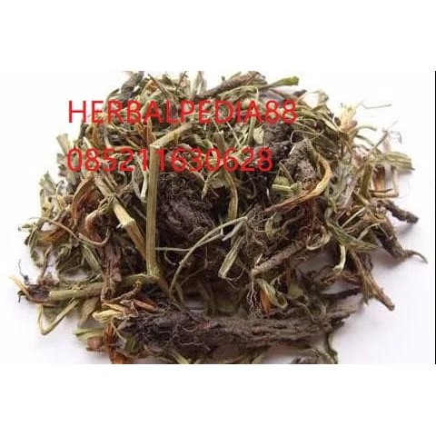 

gan song Nardostachys jatamansi Radix seu Rhizoma Nardostachydis 100gr