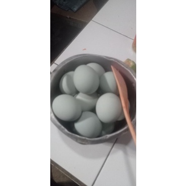 

telur bebek fresh