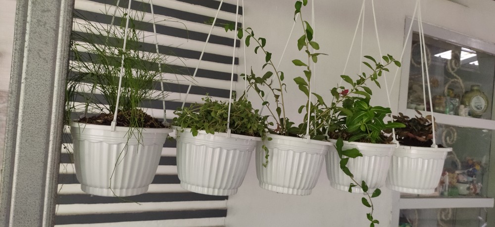 Tanaman Hias  Gantung Kribo