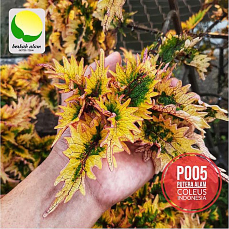 Miana id Sambal ijo/Naga kuning/premium miana/