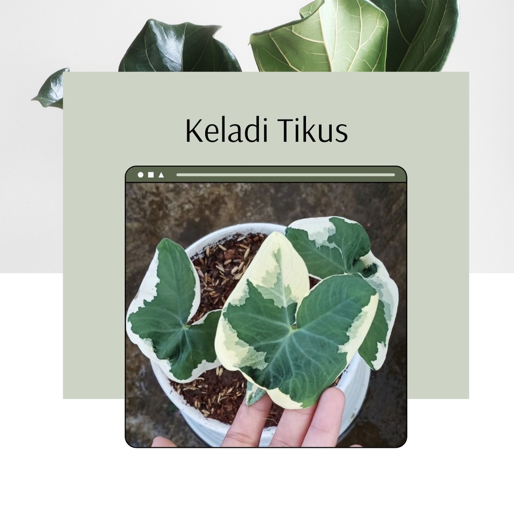 Tanaman Hias Keladi Tikus Caladium Tikus Bibit Bunga Keladi Tikus