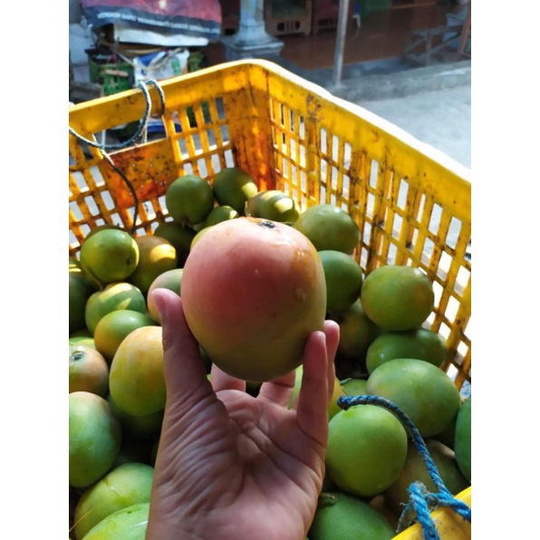 

MANGGA GINCU asli Indramayu