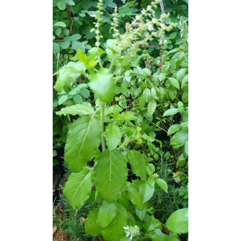 

Daun ruku ruku segar bumbu dapur herbal