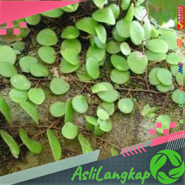 

Daun sisik naga(250gram)