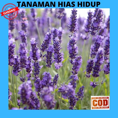 BUNGA HIDUP LAVENDER PENGUSIR NYAMUK TANAMAN HIAS LAVENDER ASLI BIBIT TANAMAN HIASAN TAMAN