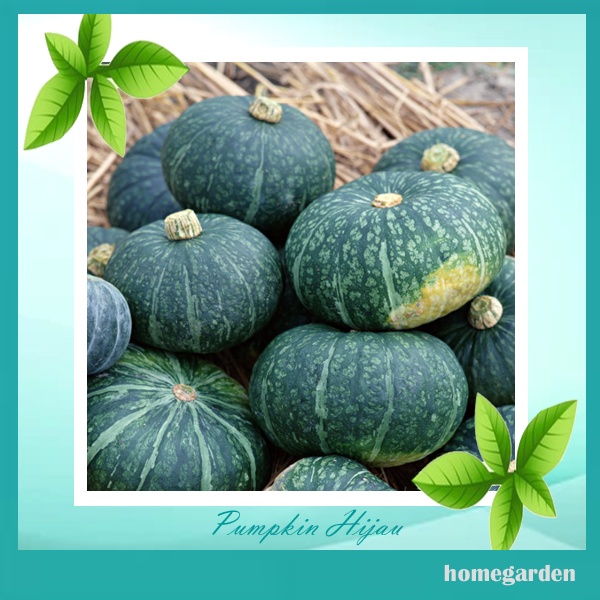 Benih Pumpkin Benih Waluh Benih Labu Kuning Bibit Tanaman Buah Bibit Tanaman Sayuran