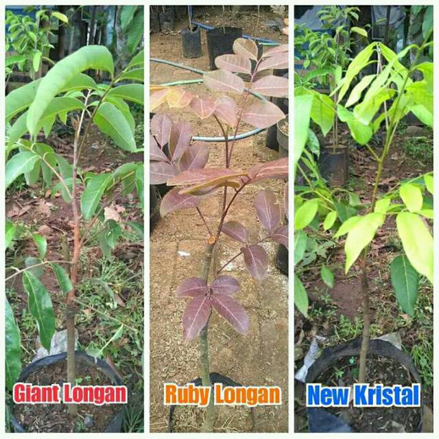 Bibit tanaman buah Lengkeng 3 jenis