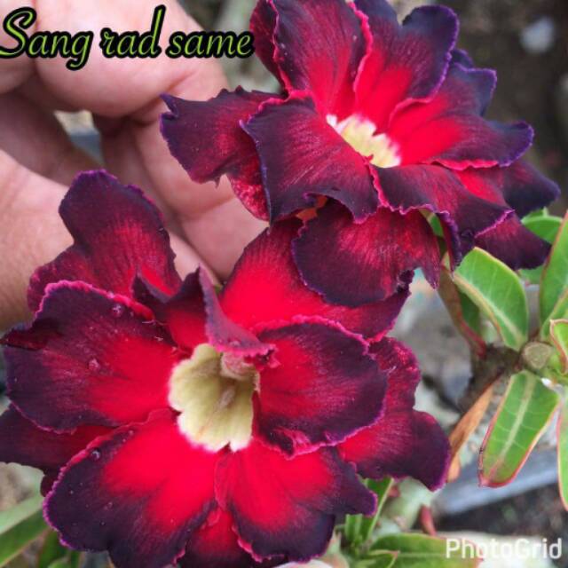 Bibit Kamboja Merah Maroon