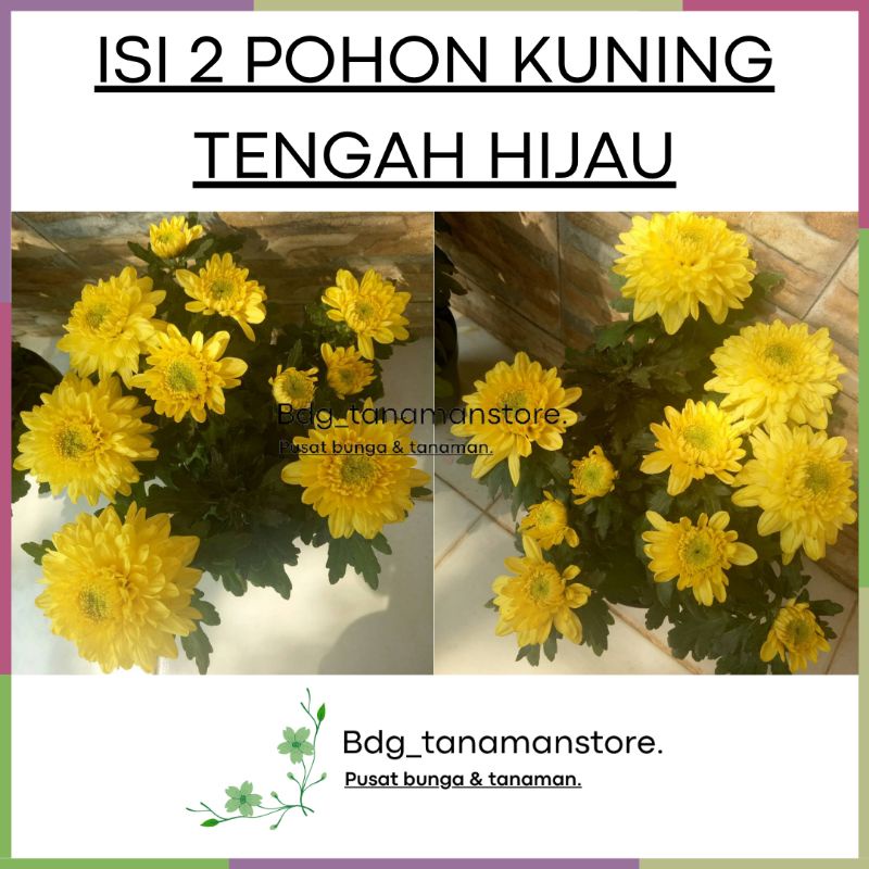 ISI 2 POHON TANAMAN BUNGA KRISAN SERUNI ASTER KUNING TENGAH HIJAU KUALITAS SUPER