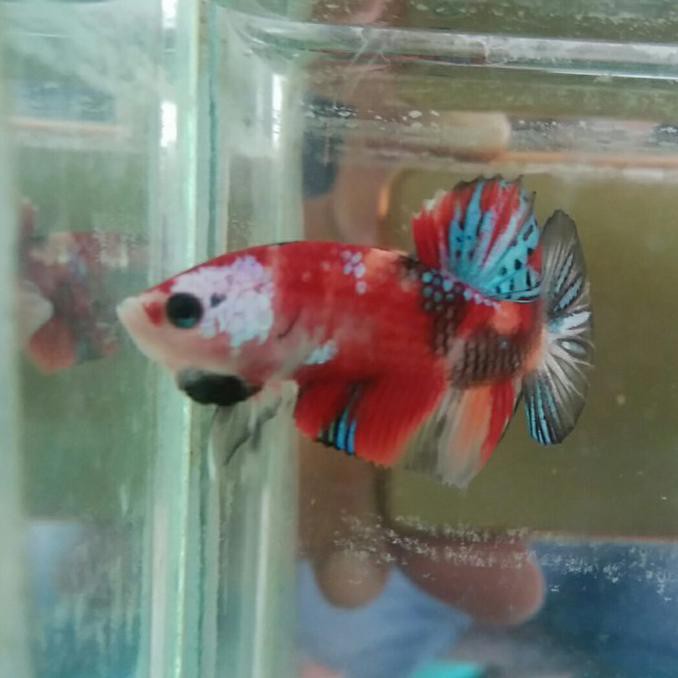 BEST SELLER Cupang Koi cooper
