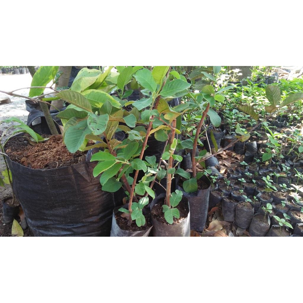 Jambu Siumik Pala Cangkok