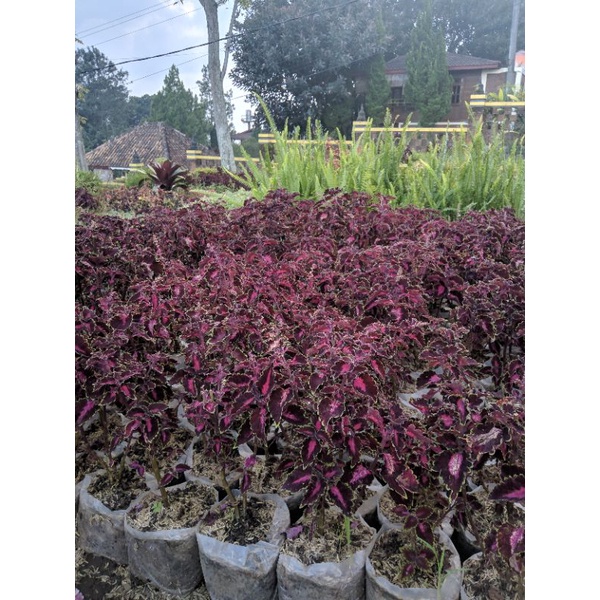 Tanaman hias miyana dark pink