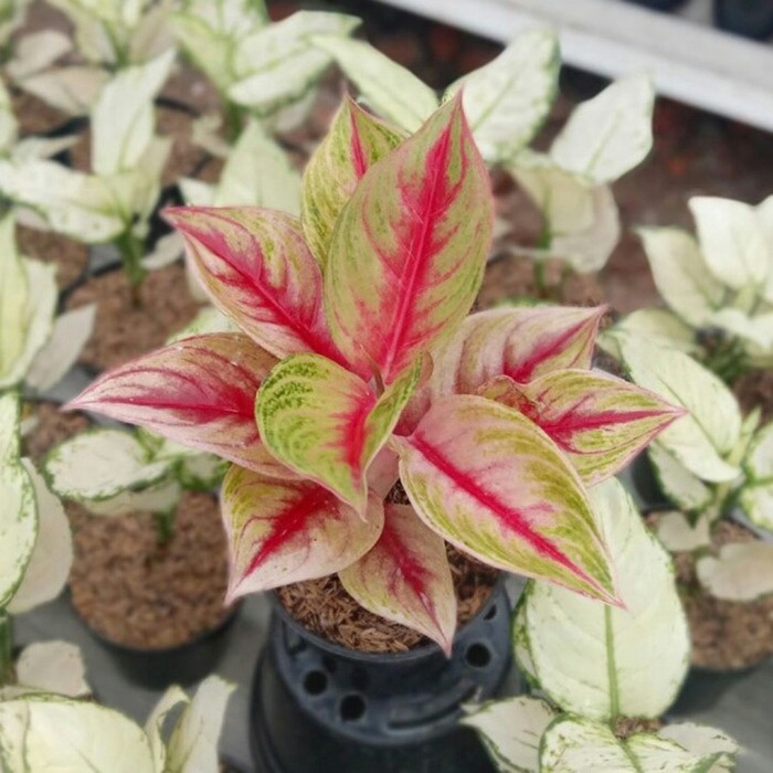 Bibit Bonggolan Aglonema Red Ndot Mutasi - Bibit Aglonema