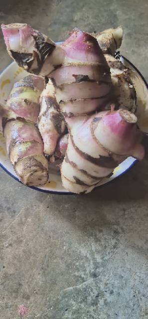 

Ssl09 Umbi Ganyong Segar-Ganyong Merah Umbi Manis Paket 1000 Grm