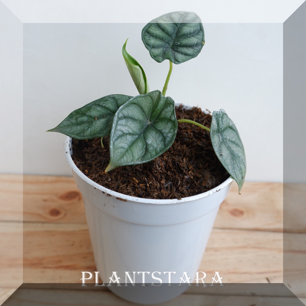 Pohon ALOKASIA DRAGON SILVER - tanaman daun alocasia silver - alocasia silver dragon Bergaransi