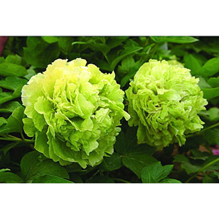 Benih / Bibit / Biji Bunga Green Peony Import Tpsdd3 Ori