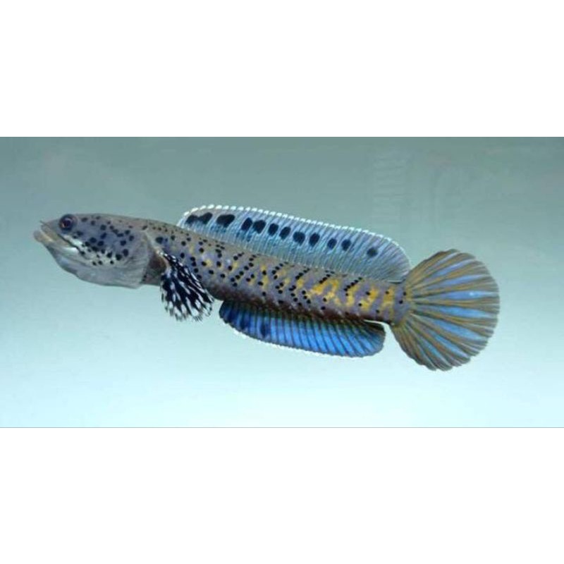 HIASAN AQUARIUM | Channa Ornatipinis YL 7- 8 CM