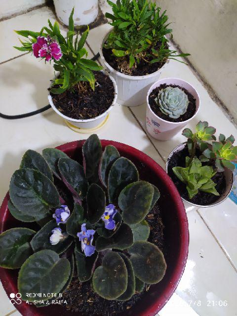 Tanaman Hias Anyelir Dianthus Merah